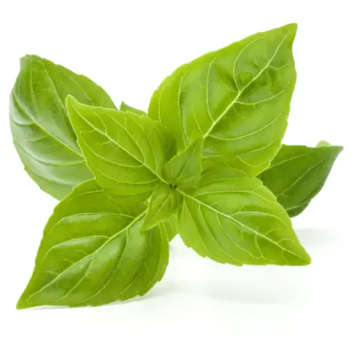 ITALIAN BASIL GREEN SEEDS