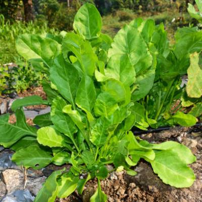 SPINACH (PALAK) SEEDS