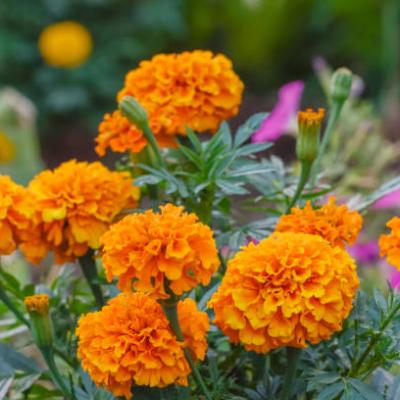 Marigold African Double Seeds