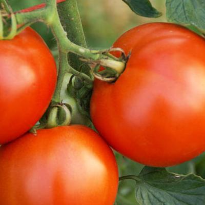 TOMATO SEEDS