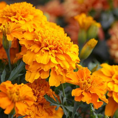 Marigold African Double Seeds