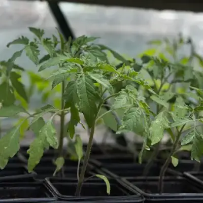 Red Cherry Tomato