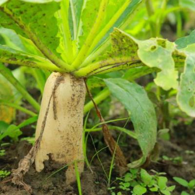 Radish Long Seeds
