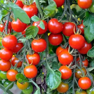 Red Cherry Tomato