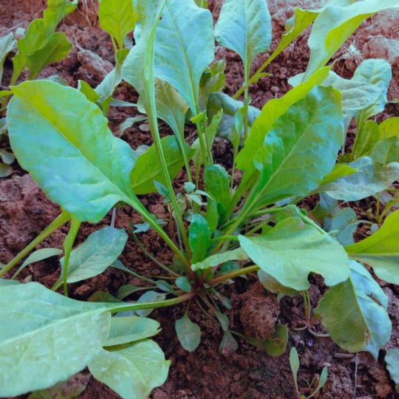 SPINACH (PALAK) SEEDS