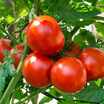 TOMATO SEEDS